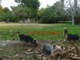 yorkie breeder